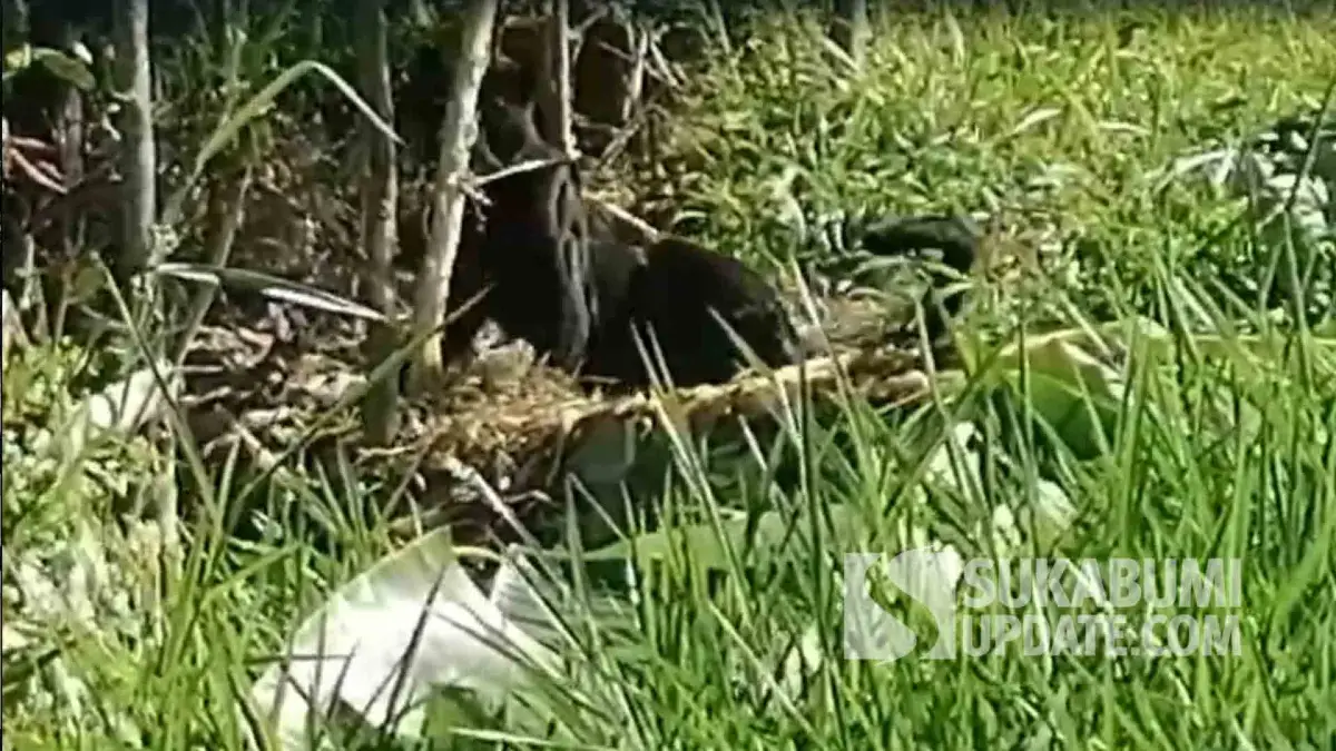 Macan Kumbang Turun ke Permukiman di Cikakak Sukabumi, Sempat Terjerat Perangkap Babi