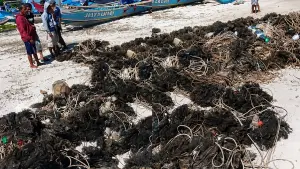 Jaring tanam yang berhasil diangkat di perairan Pantai Ujunggenteng, Sukabumi. (Sumber: Dok Warga)