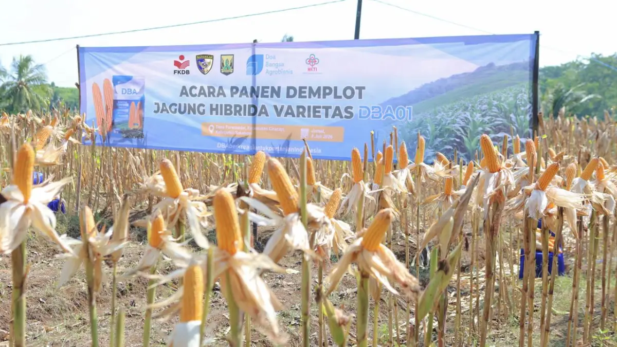 PT Doa Bangsa Agribisnis panen demplot jagung hibrida varietas DBA01 di Purwasedar, Kecamatan Ciracap, Kabupaten Sukabumi, pada Jumat, (3/7/2026) | Foto : dok. PT DBA