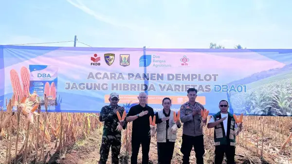 PT Doa Bangsa Agribisnis panen demplot jagung hibrida varietas DBA01 di Purwasedar, Kecamatan Ciracap, Kabupaten Sukabumi, pada Jumat, (3/7/2026) | Foto : dok. PT DBA