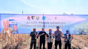 PT Doa Bangsa Agribisnis panen demplot jagung hibrida varietas DBA01 di Purwasedar, Kecamatan Ciracap, Kabupaten Sukabumi, pada Jumat, (3/7/2026) | Foto : dok. PT DBA