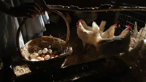 Ilustrasi Ayam dan telur. (Sumber : unsplash.com/@cottonbro studio).