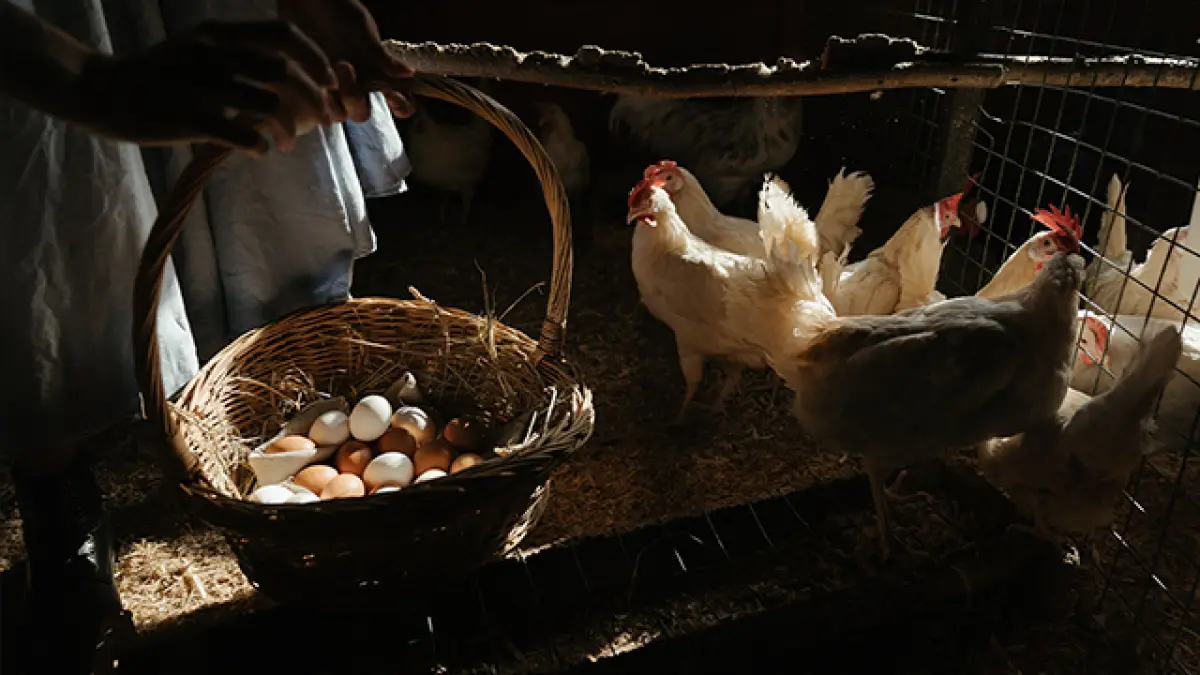 Mulai 15 Juli, Kementan: Harga Ayam Hidup Rp19.500 dan Telur Rp24.000 per Kg