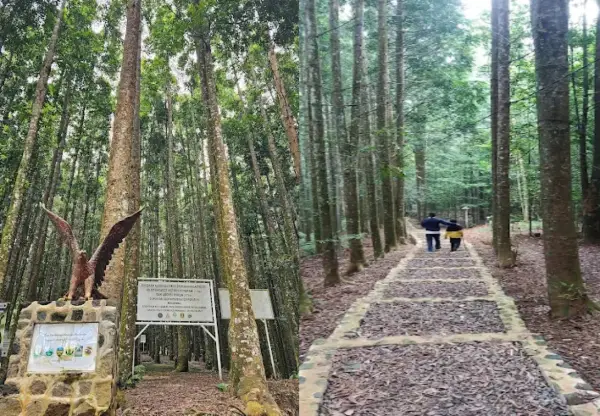 Hutan Damar adalah kawasan yang berada di wilayah Resor PTN Situgunung Cimungkad, Taman Nasional Gunung Gede Pangrango (TNGGP) (Sumber : Gmaps)