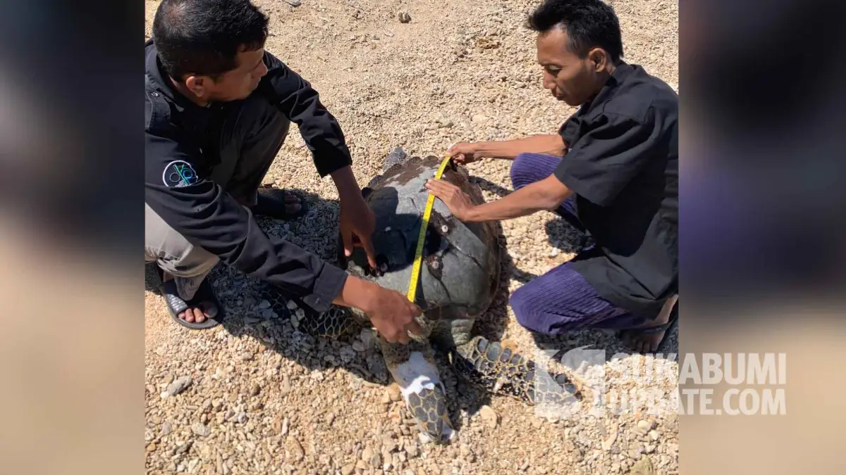 Penyu Hijau Betina Ditemukan Mati di Pantai Cibuaya Sukabumi, Diduga Terjerat Jaring