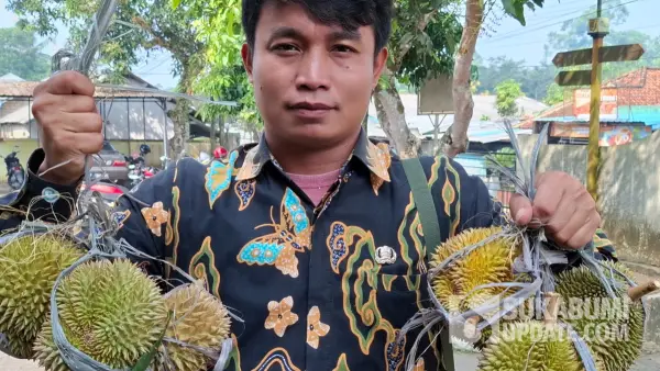 Durian lokal waluran Sukabumi mulai panen (Sumber: sukabumiupdate)