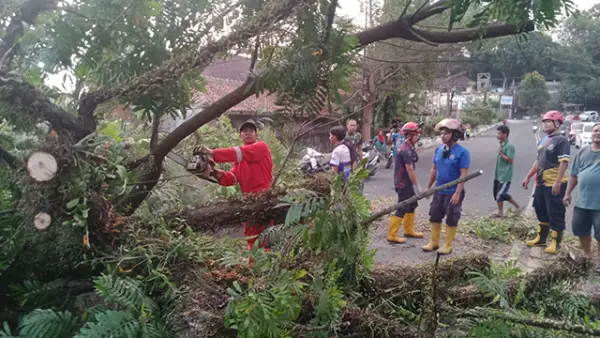 Pohon Mahoni setinggi 15 meter yang tumbang dan menutup Jalan Nasional Palabuhanratu - Cisolok. (Sumber : dok Kasi Trantib Kecamatan Palabuhanratu, Mahbubillah.)