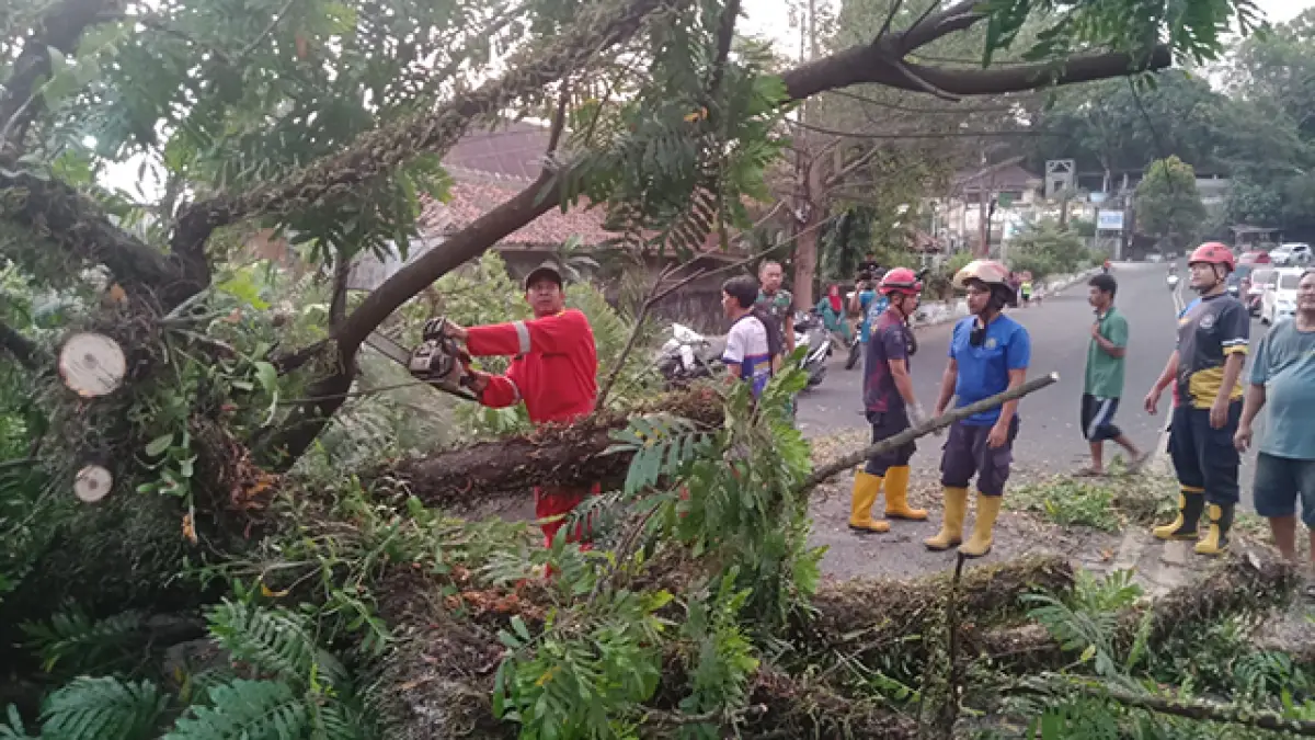 Pohon Mahoni 15 Meter Tumbang, Jalan Nasional Palabuhanratu–Cisolok Sempat Lumpuh