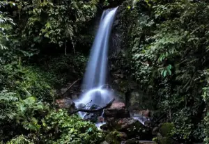 Curug Macan adalah salah satu air terjun yang cukup jarang dikunjungi karena letaknya yang berada di dalam hutan Taman Nasional Gunung Halimun Salak (Sumber : Gmaps/hasan sadiq)