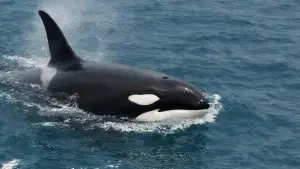 Ilustrasi ai. Orca di rekam nelayan berenang di teluk Palabuhanratu (Sumber: edit by copilot)