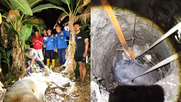 Petugas Pos IX Dinas Pemadam Kebakaran (Damkar) Sagaranten berhasil mengevakuasi sapi betina bobot 500 Kg. (Sumber : Istimewa.)
