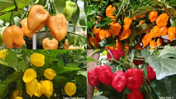 Varietas Cabai Habanero Lokal. (Sumber : IPB).
