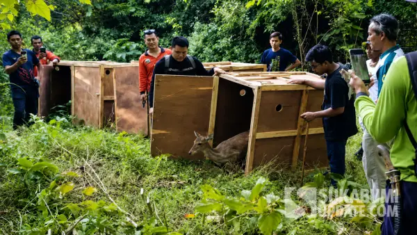 Pelepasliaran 10 ekor rusa timor hasil penangkaran nonkomersial IPB University di kawasan Suaka Margasatwa Cikepuh, Kabupaten Sukabumi. | Foto : Sukabumiupdate/Facebook Ujang Supyani