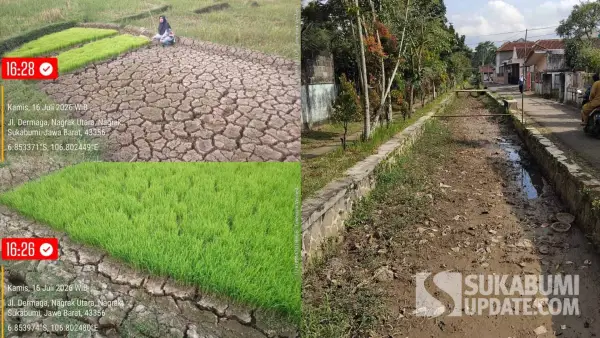 Kolase foto lahan sawah yang kering terdampak krisis pasokan air irigasi dari DI Cikolawing 1 dan foto sebagian besar irigasi yang tidak ada airnya di Nagrak Sukabumi. (Sumber: Dok. P3A Mitra Cai DI Cikolawing 1)