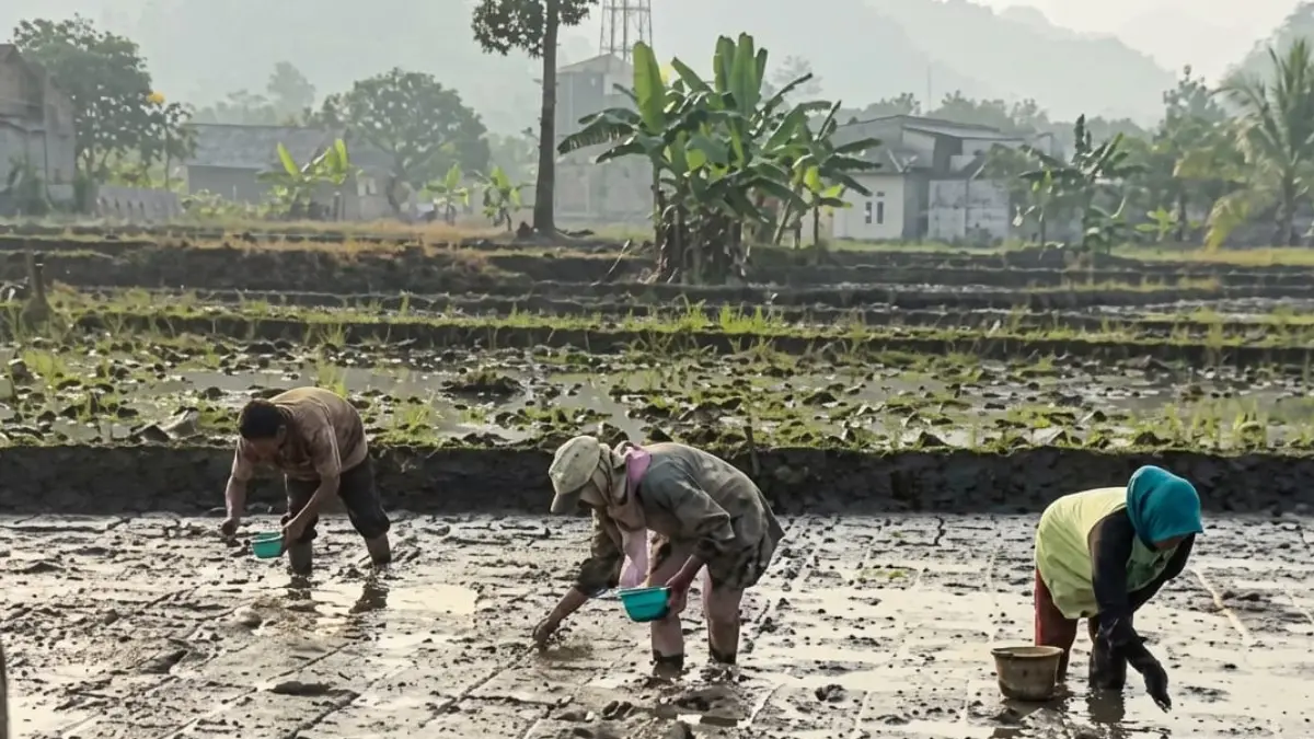 Modernisasi Sistem Tanam Padi, Distan Sukabumi Targetkan Swasembada Pangan Berkelanjutan