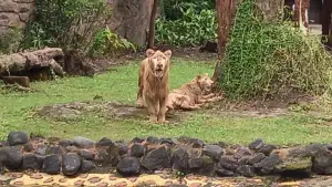 Koleksi singa Kebon Binatang Surabaya (Sumber: dok ngopibareng.id)