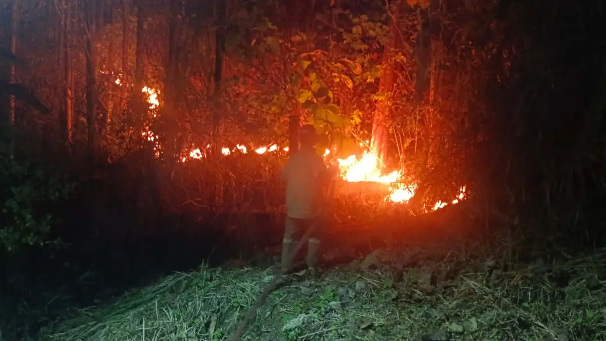 Satu Hektare Kebun Jati Terbakar di Bantargadung Sukabumi, Api Nyaris Merembet ke Permukiman