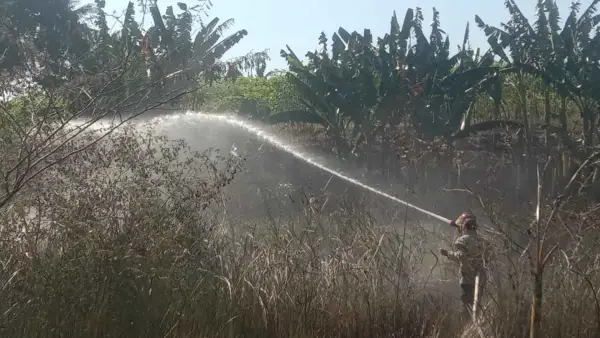 Petugas Damkar saat memadamkan kebakaran lahan alang-alang di Warungkiara Sukabumi, Jumat (24/7/2026). (Sumber Foto: Damkar Cibadak)