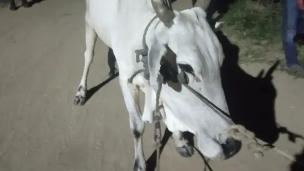 Sapi betina yang hilang ditemukan warga Mandrajaya Sukabumi saat dituntun terduga pelaku (Sumber: dok warga)