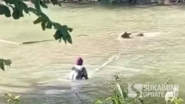 Tangkapan layar video viral buaya Situ Habibi Sukabumi terkam anak sapi. Salah seorang warga mencoba menyelamatkan anak sapi tersebut. (Sumber Foto: Istimewa)