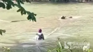 Tangkapan layar video viral buaya Situ Habibi Sukabumi terkam anak sapi. Salah seorang warga mencoba menyelamatkan anak sapi tersebut. (Sumber Foto: Istimewa)