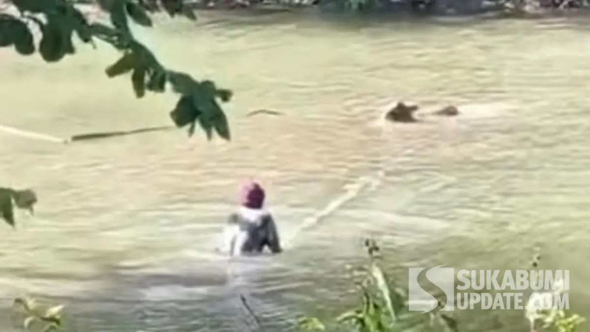 Heboh Buaya Situ Habibi Sukabumi Kembali Muncul, Terkam Anak Sapi di Tepi Danau