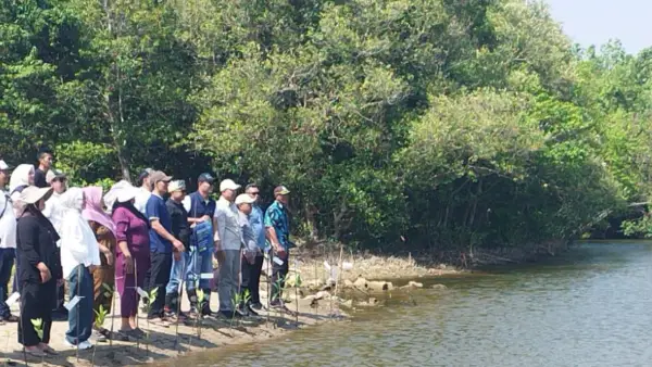 Penanaman mangrove di muara sungai ciketuh pantai cikadal Geopark Ciletuh Kabupaten Sukabumi (Sumber: dok warga)