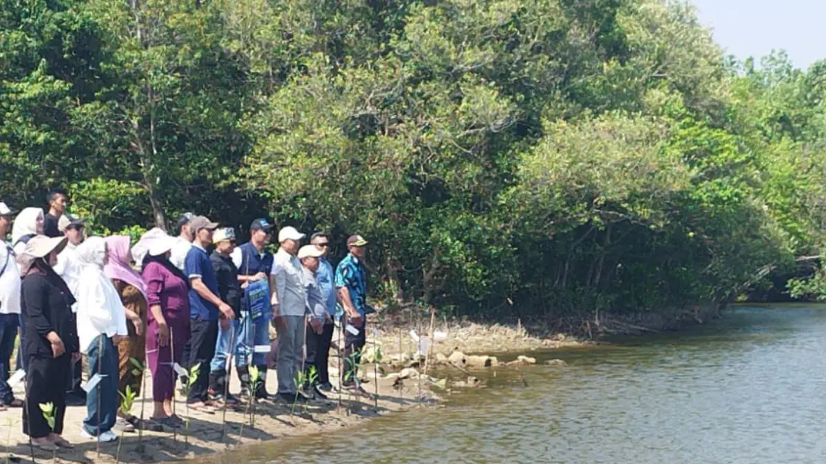 Menghidupkan Hutan Mangrove Geopark Ciletuh, Penjaga Pesisir Sukabumi