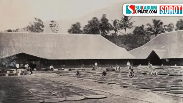Potret para pekerja di Pabrik Teh Parakansalak, Sukabumi pada masa kolonial. (Sumber: Istimewa)