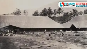 Potret para pekerja di Pabrik Teh Parakansalak, Sukabumi pada masa kolonial. (Sumber: Istimewa)
