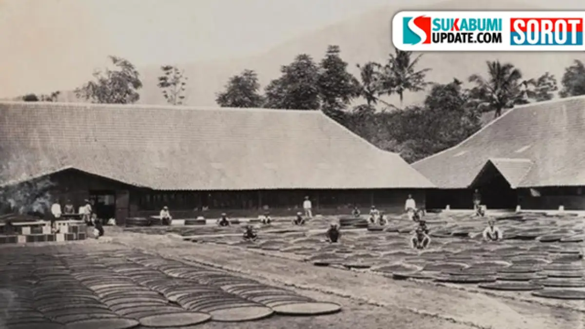 Hilangnya Jejak Kejayaan: Saat Teh Parakansalak Kuasai Pasar Eropa, Kini Tinggal Sejarah