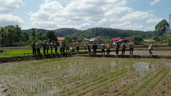 Program ini ditargetkan diterapkan di lahan seluas 5.000 hektare sebagai upaya meningkatkan produktivitas padi sekaligus memperkuat swasembada pangan berkelanjutan. (Sumber: dok distan)