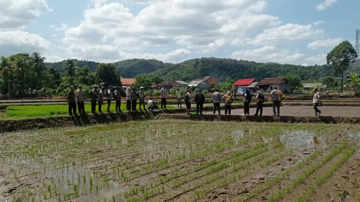 PM-AAS 5.000 Hektar, Distan Sukabumi Genjot Produktivitas Padi Lewat Pertanian Modern