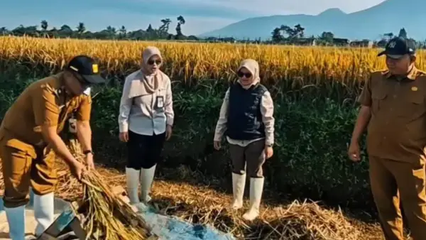 Jajaran Dinas Pertanian Kabupaten Sukabumi pantau panen padi (Sumber: distan)