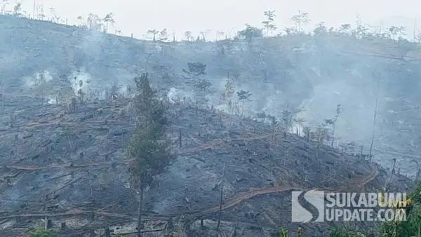Kondisi lahan Perhutani BKPH Bojonglopang, RPH Nangka Tepus, Desa Bojongjengkol, Kecamatan Jampangtengah, Kabupaten Sukabumi, pascakebakaran hutan dan lahan (karhutla), Senin (10/8/2026). (Sumber Foto: Istimewa)