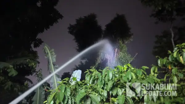 Pohon beringin tua setinggi sekitar 40 meter di Kampung Pintu RT 01/09 Kelurahan Cibadak, Kecamatan Cibadak, Kabupaten Sukabumi, terbakar pada Minggu (16/8/2026). | Foto: Istimewa