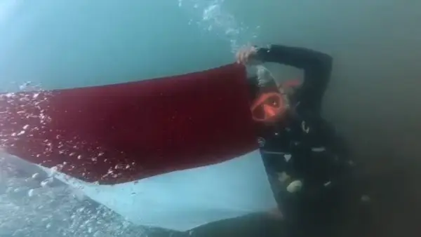 Perayaan HUT RI ke-81 di kedalaman 7 meter laut Palabuhanratu, Sukabumi oleh 9 penyelam. (Sumber: Istimewa)