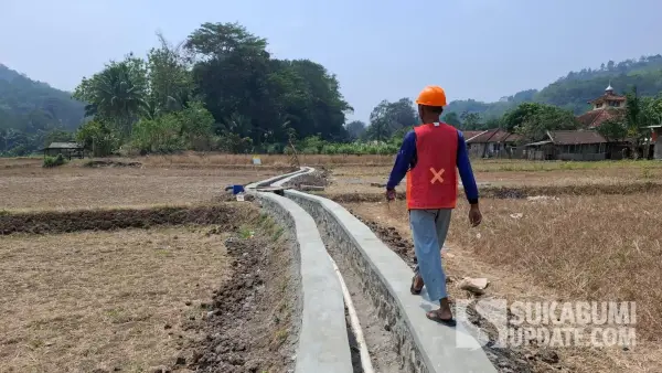 Kondisi sawah di Kabupaten Sukabumi yang terdampak kekeringan. Foto diambil di Kecamatan Ciracap pada Agustus 2026. | Foto: SU/Ragil Gilang