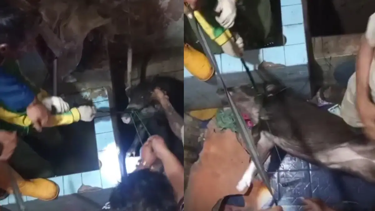 Evakuasi dramatis babi hutan yang terperosok ke dalam sumur di Jampangkulon Sukabumi, Rabu (19/8/2026). | Foto: Tangkapan layar video/istimewa