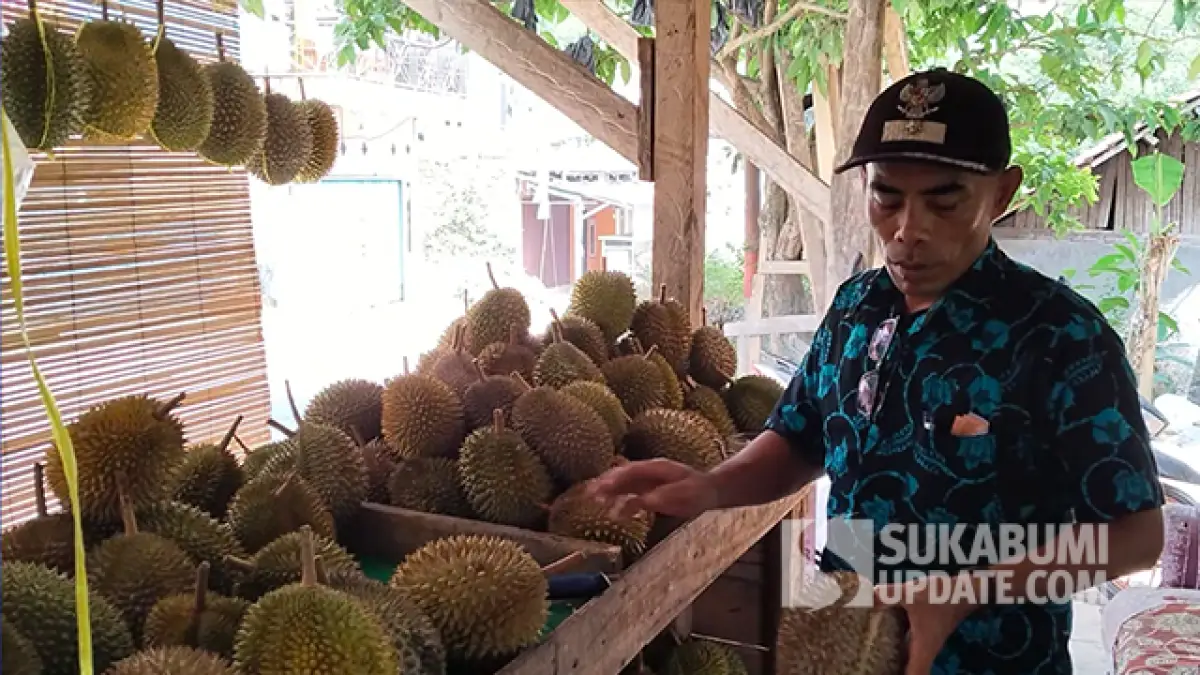 Manis Legit Durian Sukamaju Cikakak Sukabumi, Pembeli Berdatangan hingga dari Medan