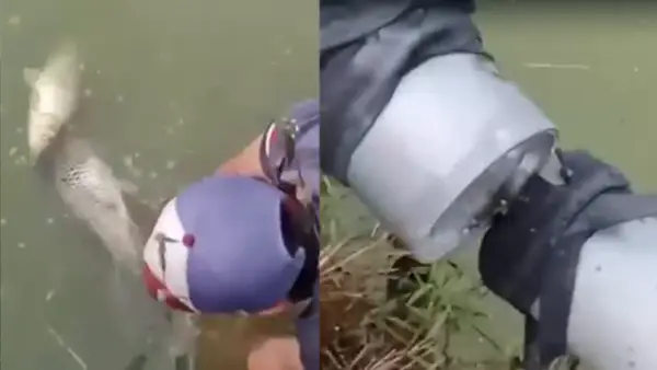 Ikan milik warga di Jampangkulon Sukabumi mati diduga karena pipa limbah SPPG bocor mengalir ke kolam. (Sumber : Video Screenshot Warga).