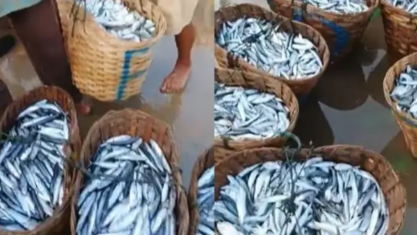 Ikan Lisong dan Deles yang melimpah hasil tangkapan nelayan di perairan Geopark Ciletuh Sukabumi. (Sumber: Dok Warga)