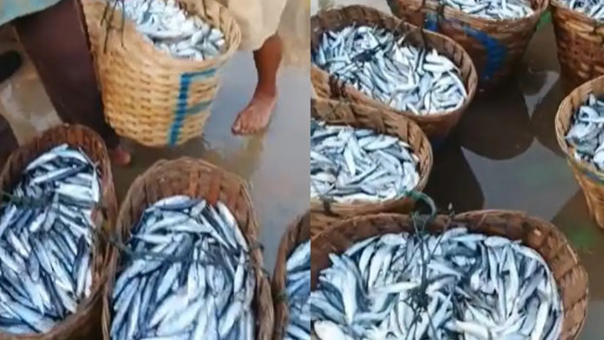 Ikan Lisong dan Deles Kembali Melimpah di Perairan Geopark Ciletuh, Nelayan Sukabumi Sumringah