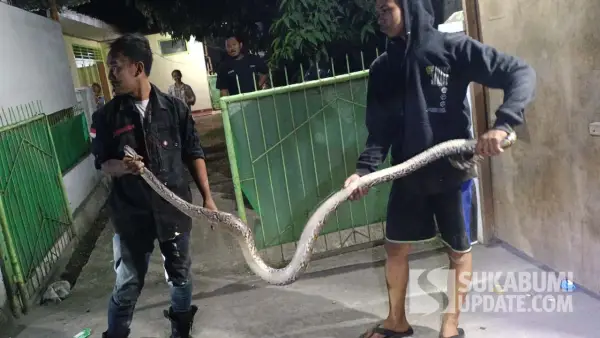 Proses evakuasi ular sanca batik sepanjang sekitar tiga meter yang bersembunyi di drainase permukiman warga Kampung Sinagar, Desa Nagrak Utara, Kecamatan Nagrak, Kabupaten Sukabumi, Senin (24/8/2026). (Sumber Foto: P2BK Nagrak)