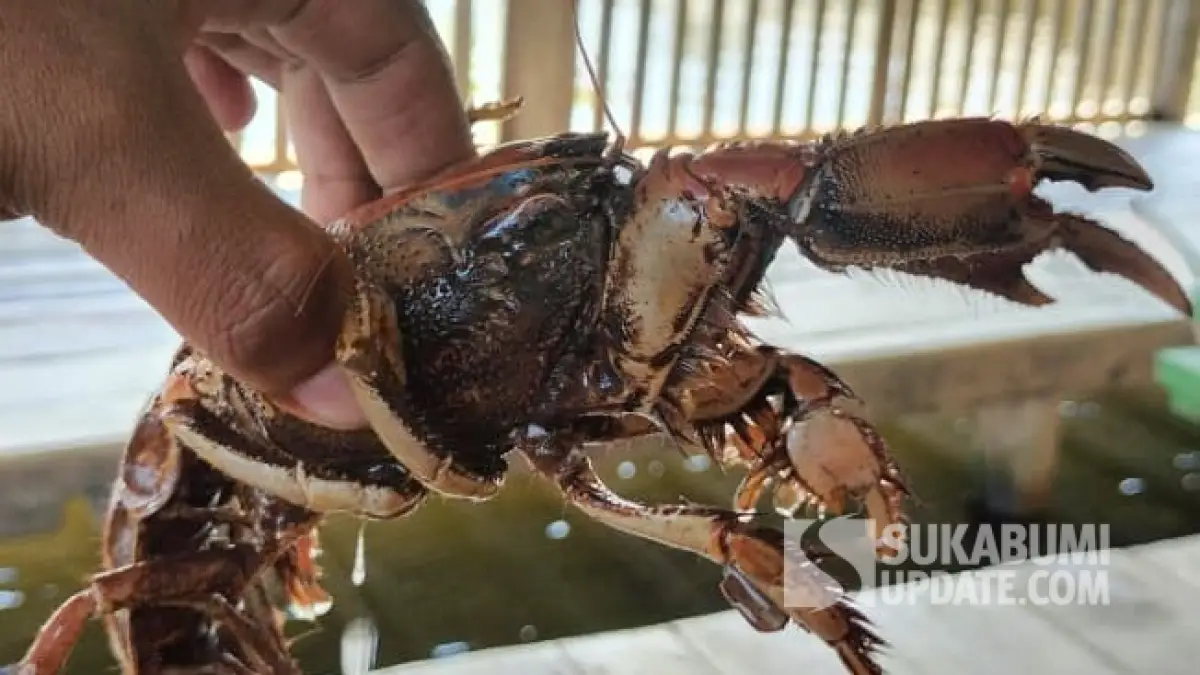 Muncul di Muara Cikaso saat Bugel, Hewan Berkaki Banyak Ini Bikin Warga Penasaran