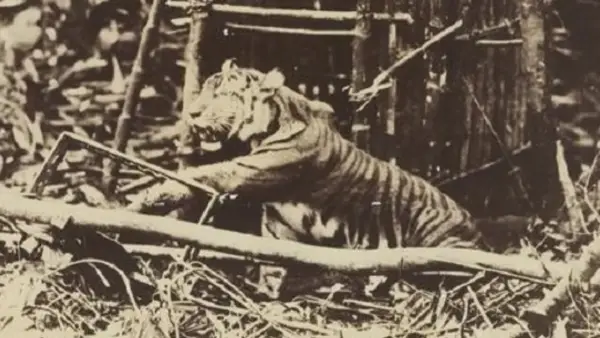 Harimau Jawa ditangkap di pegunungan selatan dekat Jogjakarta sekitar tahun 1900-an. (Sumber: Koleksi KITLV 2720)