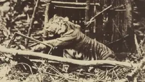 Harimau Jawa ditangkap di pegunungan selatan dekat Jogjakarta sekitar tahun 1900-an. (Sumber: Koleksi KITLV 2720)