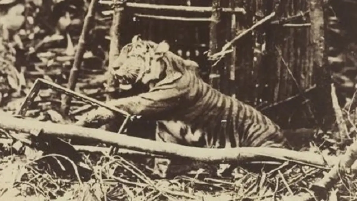 Sehelai Rambut di Cipeundeuy Sukabumi Tak Bisa 'Menghidupkan Kembali' Harimau Jawa