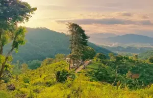 Bukit Trawangan atau Bukit Bedeng adalah salah satu destinasi wisata yang bisa digunakan untuk tujuan trekking dan menikmati Cianjur dari ketinggian (Sumber : Gmaps/BEDENG trip)