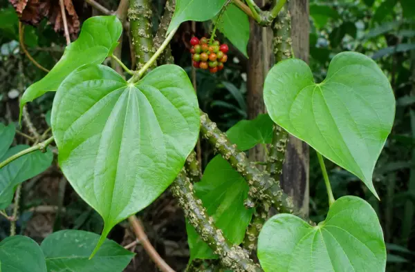 Ilustrasi, tanaman Brotowali, tanaman yang sering digunakan sebagai obat herbal tradisional (Sumber : Ai Chatgpt)